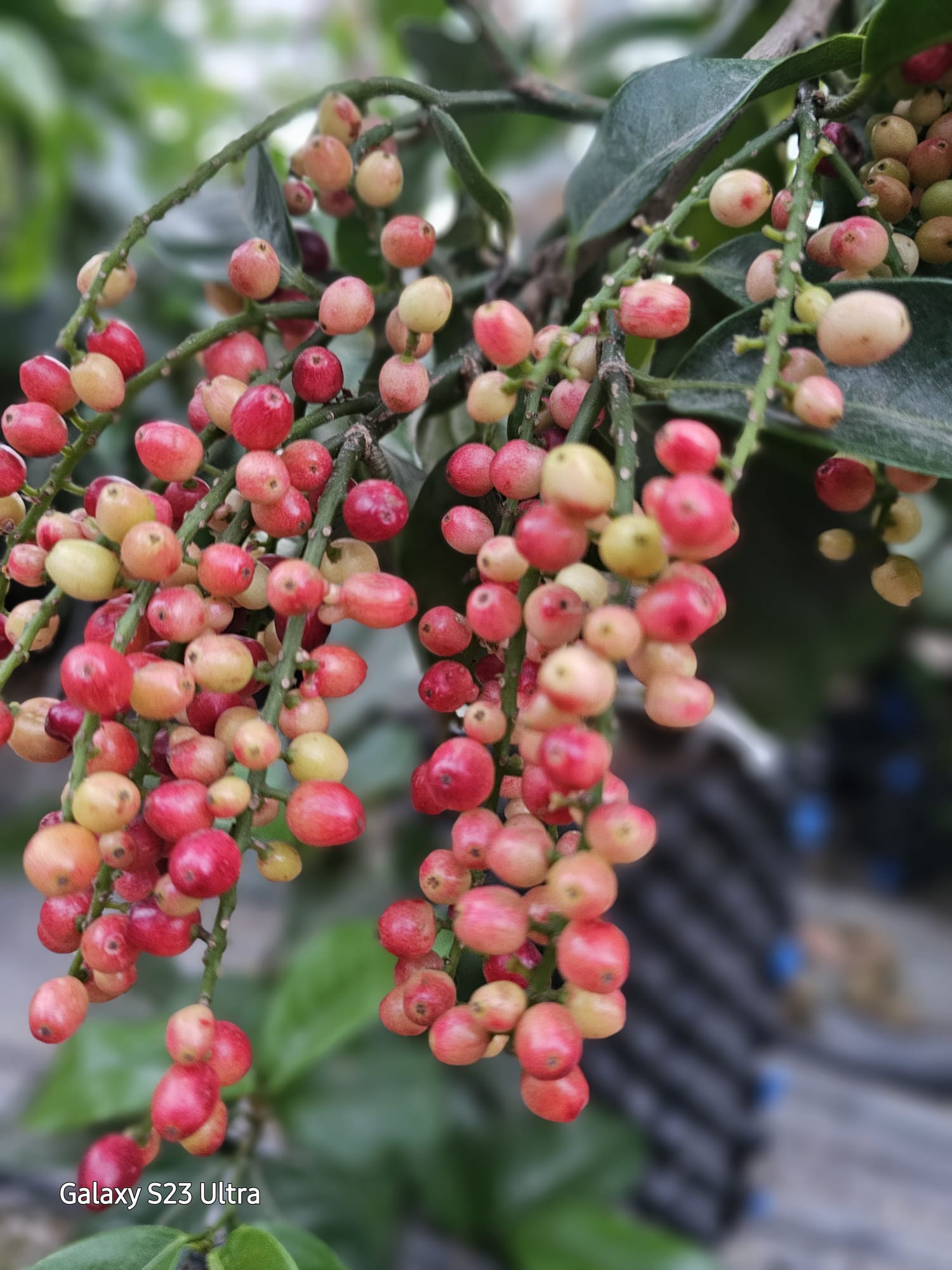 ביגני | עץ הסוכריות | Candy Tree | Hovenia dulcis